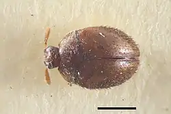 Thaumaglossa nitidula
