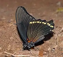 P. n. lado ventral nireus  Bosque Bobiri, Ghana