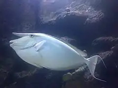 Adulto en el Acuario de Cornwall mostrando los filamentos de la aleta caudal
