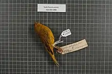 Ejemplar pelzelni de museo.