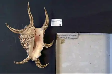 Harpago chiragra, gasterópodo marino