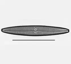 Navicula tripunctataespecie tipo      escala = 50 µm