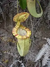 N. mirabilis var. echinostoma × N. rafflesiana
