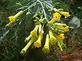 Inflorescencias