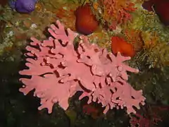 Stylaster nobilis