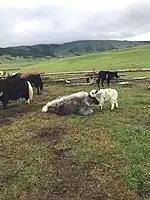 Ganado nómada