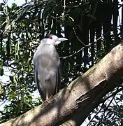 Nycticorax nycticorax