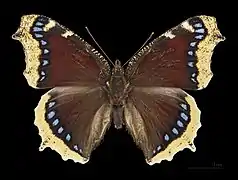 ♂