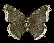 ♂  △
