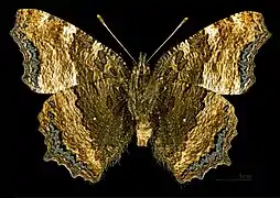 ♂  △ (vista ventral)