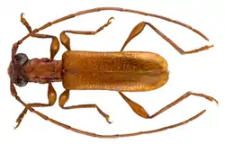 Obrium brevicorne