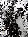 árbol visto desde la base.