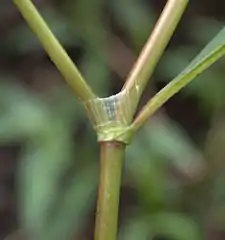 Ócrea  de Persicaria maculosa