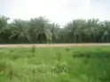 Cultivo