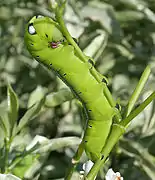 Oruga (Hyderabad, India).