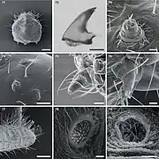 Olla v-nigrum , cuarto estadio larval
