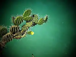 Opuntia wentiana