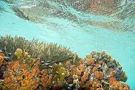 Colonias de T. coccinea y de gorgonia Plexaura homomalla en Bonaire