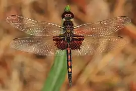 Celithemis ornata