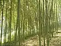 Bambús