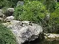 Los patos del jardín japonés