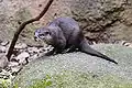Nutria