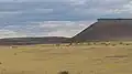 Ovejas pastando al pie del cerro, por su acción como barrera natural el prado fue podado en su totalidad y el suelo está sufriendo desertificación