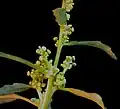 Inflorescencia