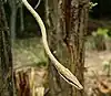 Oxybelis aeneus
