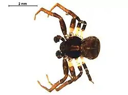 Ozyptila americana