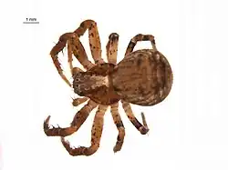 Ozyptila pacifica