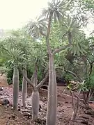 Pachypodium lamerei var. ramosum.