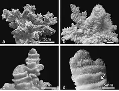 Corallum de P. rugosa