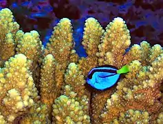 P. hepatus entre coral Acropora, Refugio de Vida Salvaje en Islas Remotas del Pacífico, EE.UU.