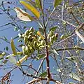 Frutos inmaduros
