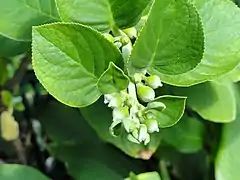 Paliavana prasinata