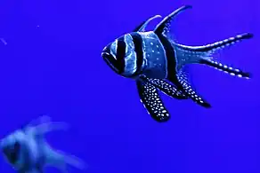 Palma Aquarium - Pez apogón pijama
