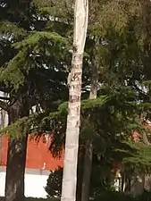 Tronco desnudo, anillado.
