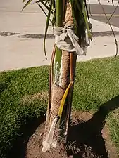 Fibras en los márgenes de las hojas en un ejemplar muy joven