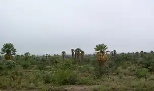 Palma Caranday. Especie autóctona de la región.