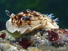 Aphelodoris varia