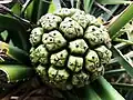 Pandanus odoratissimus en Miyako-jima, prefectura de Okinawa.