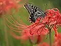 en Lycoris radiata
