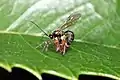 Brachyzapus nikkoensis poniendo un huevo en una araña