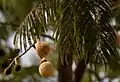 Parkia biglandulosa follaje, fruto & flores en Hyderabad, India.