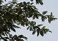 Parkia biglandulosa follaje, fruto & flores en Hyderabad, India.