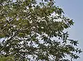 Parkia biglandulosa follaje, fruto & flores en Hyderabad, India.