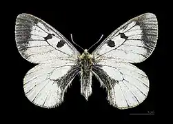 ♂