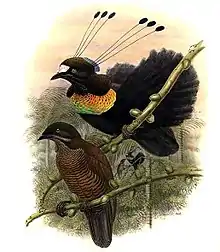 El macho del las aves Parotia lawesii mandando señales a la hembra con sus plumas pectorales que cambian de azul a amarillo.
