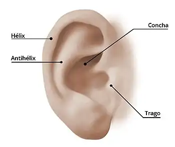 Parte de la Oreja